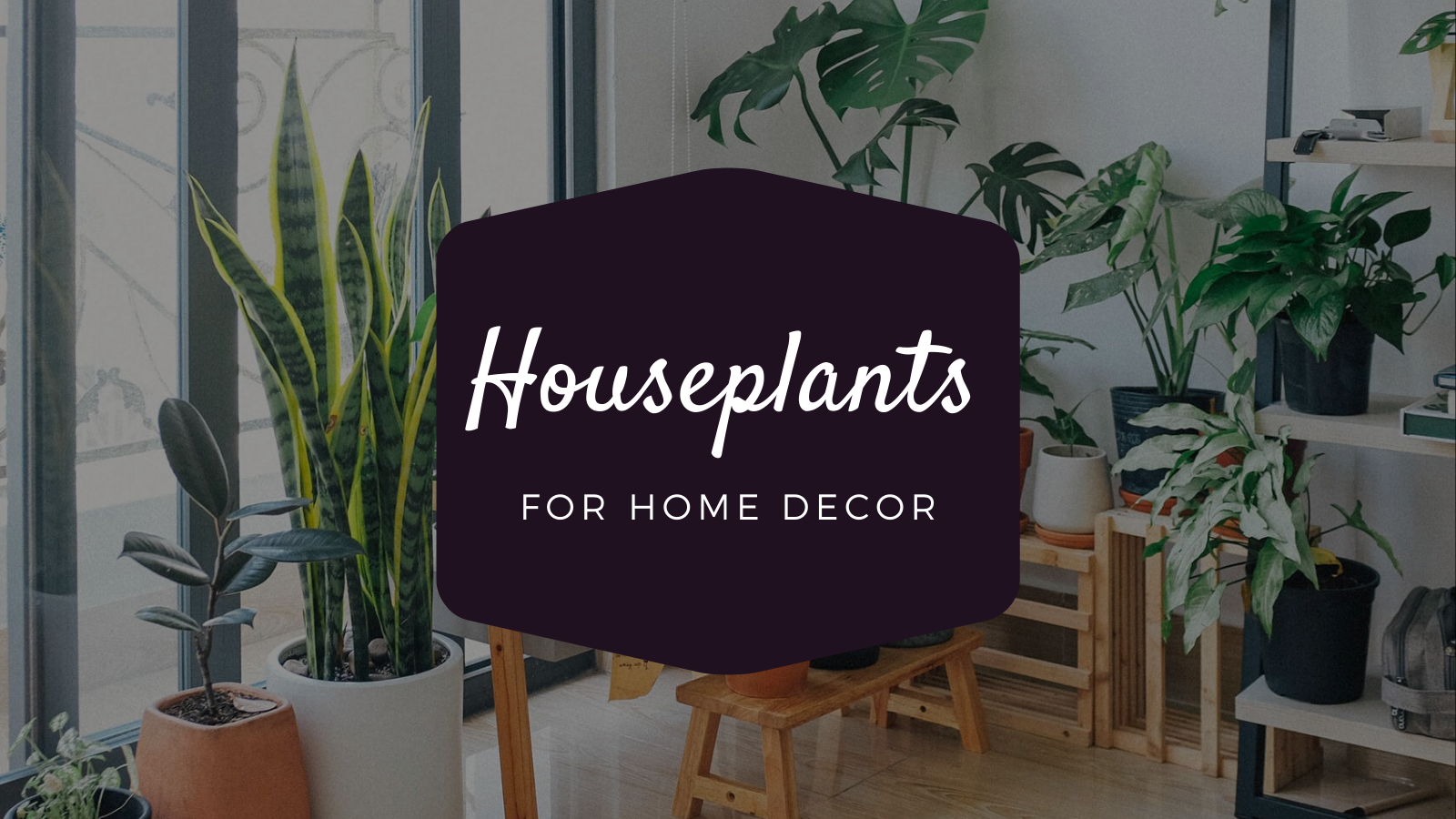 Which Houseplants Should You Buy for the Decoration of Your Home?