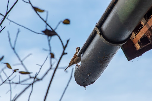 How to Keep Gutters Free of Nesting Birds