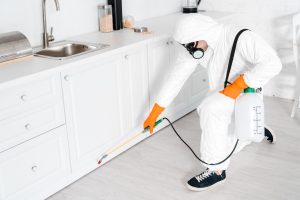 Common Bugs Found Under the Sink Cabinets 